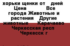 хорьки щенки от 35дней › Цена ­ 4 000 - Все города Животные и растения » Другие животные   . Карачаево-Черкесская респ.,Черкесск г.
